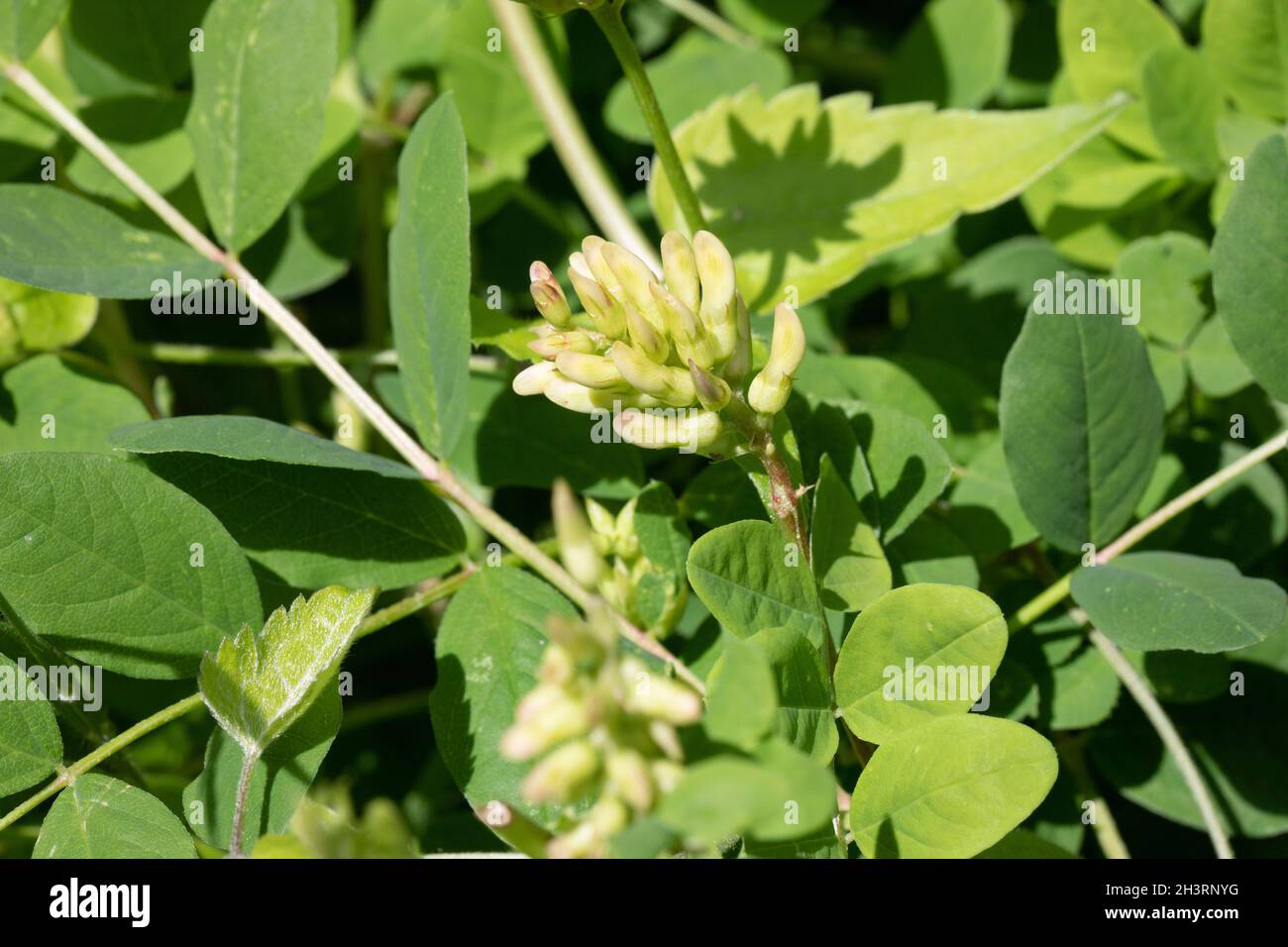 Réglisse sauvage (Astragalus glycyphyllos) à la réserve agricole de Ranscombe dans le Kent Banque D'Images