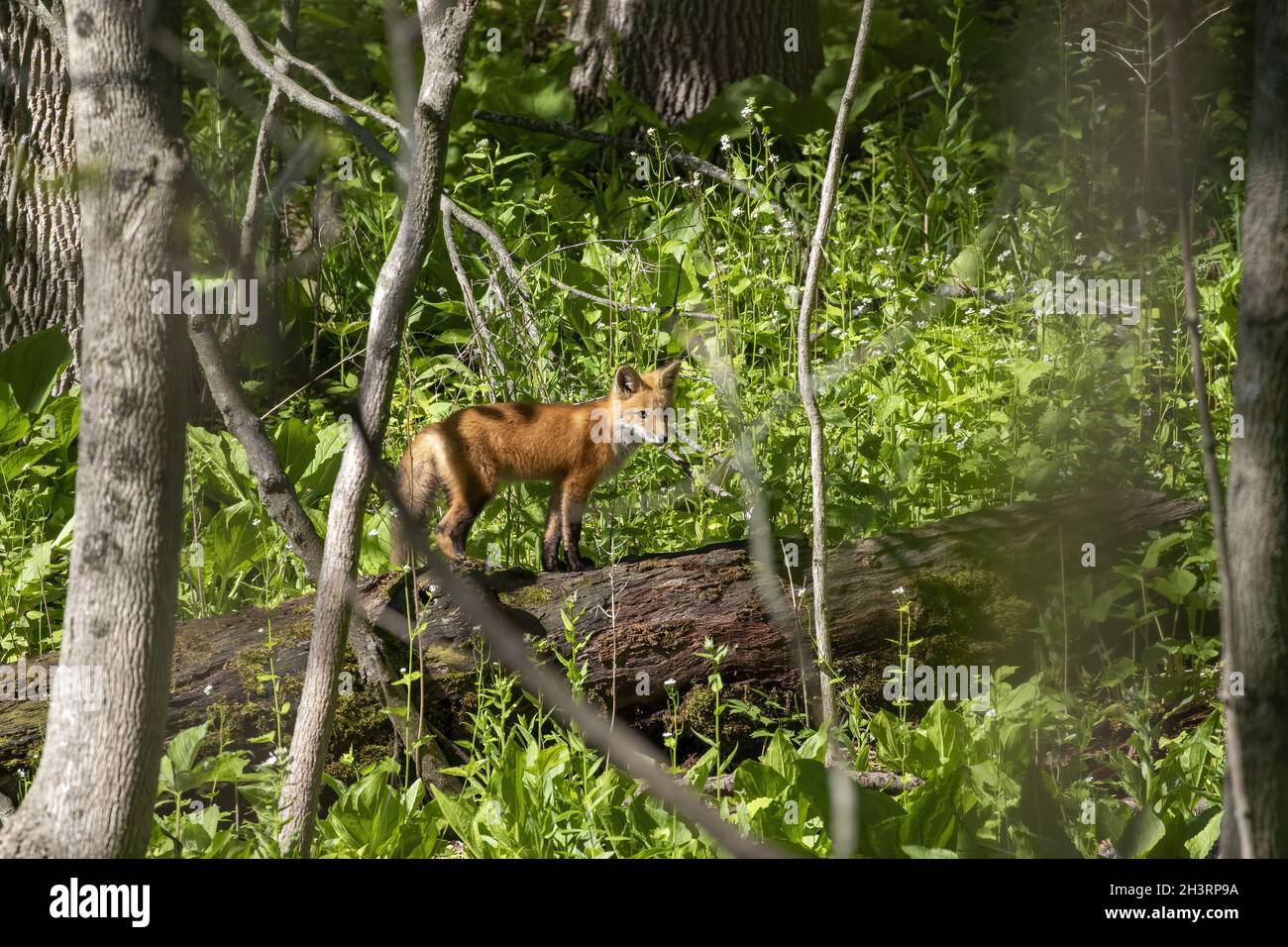 Le renard roux (Vulpes vulpes) , petit renard jeune près de la terrier. Banque D'Images