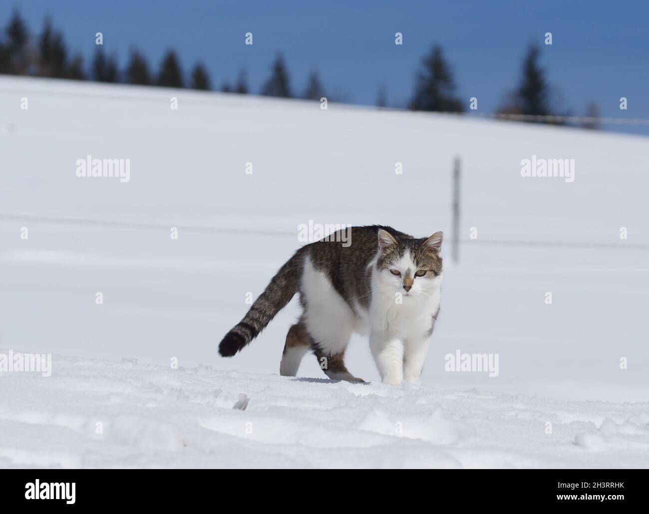 chat mignon dans la neige d'hiver regardant dans l'appareil photo Banque D'Images
