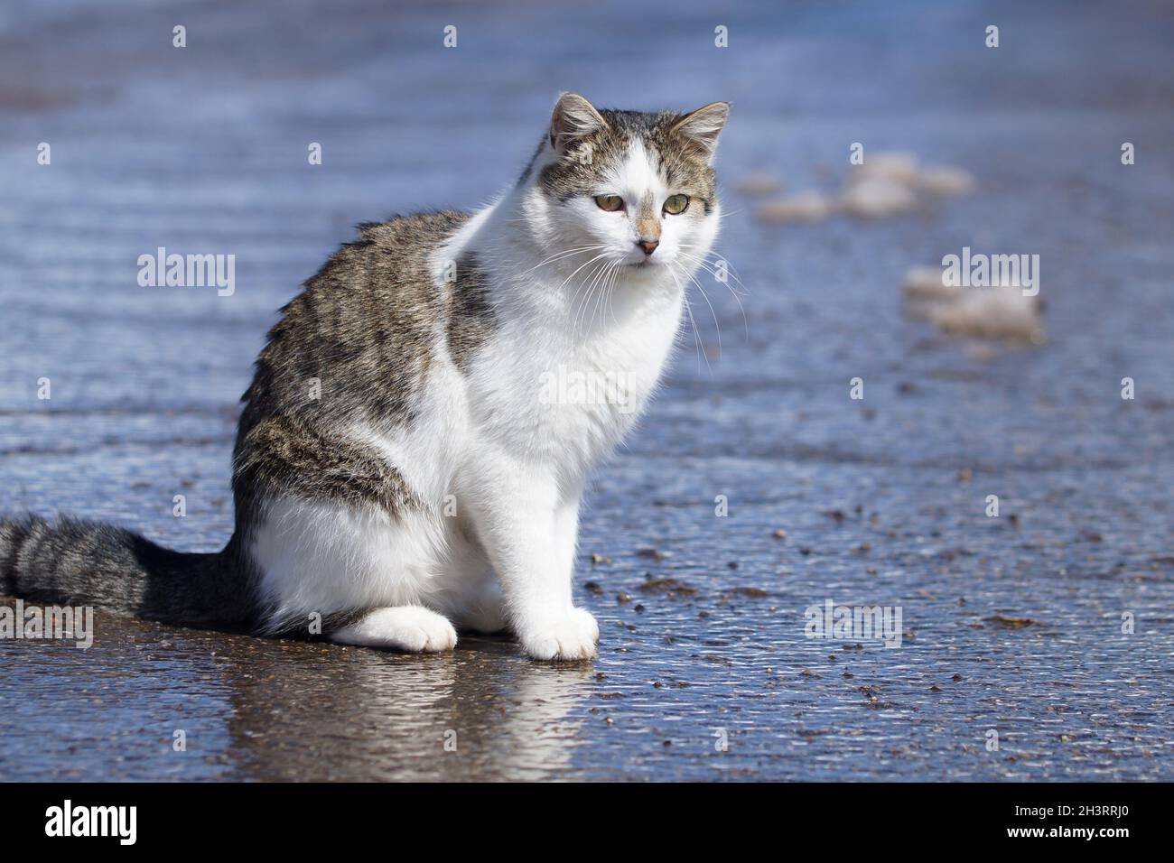 chat mignon assis sur la route humide Banque D'Images