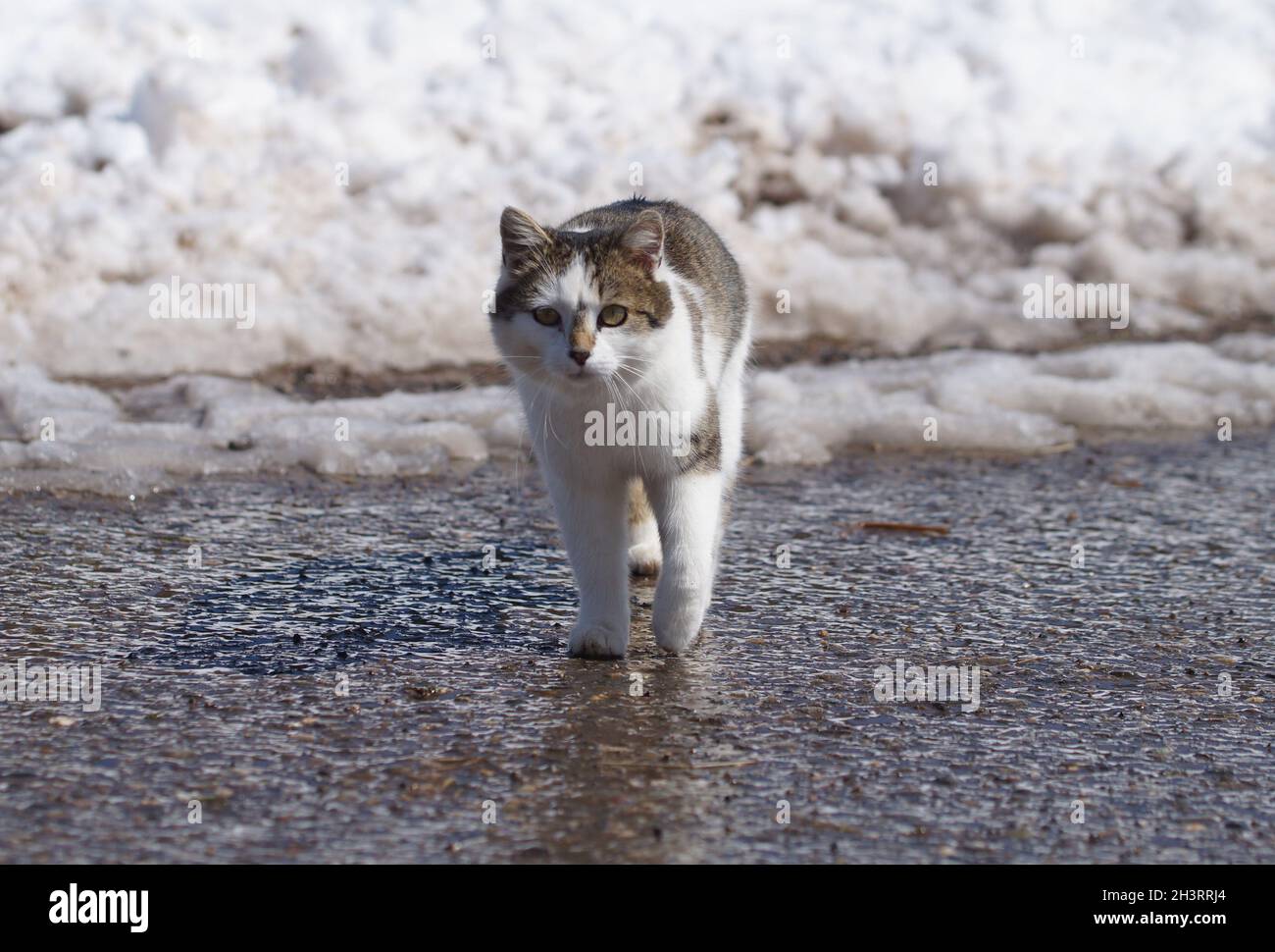 cat marchant sur une route humide et glissante en hiver, dans la neige et sur la glace Banque D'Images