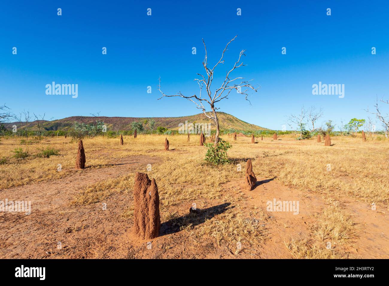 Termite monticules le long de la route Buchanan, isolée, nommée d'après le célèbre pionnier et pastoraliste NAT Buchanan, territoire du Nord, territoire du Nord, Australie Banque D'Images