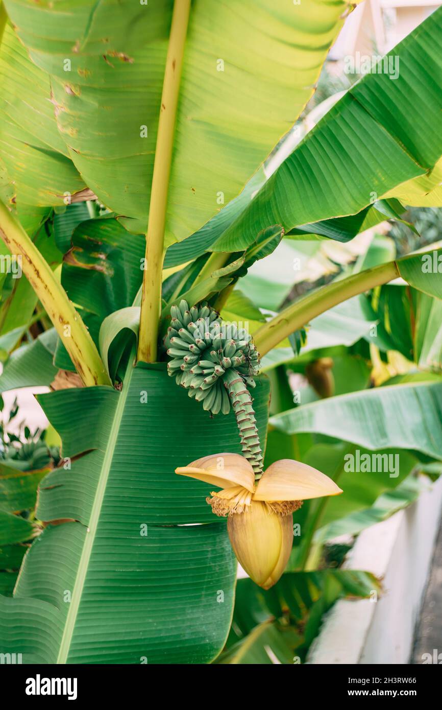 Fleurs de palmier de banane. Une grande fleur jaune. Petites bananes vertes sur le palmier. Bananes mûres. Banque D'Images
