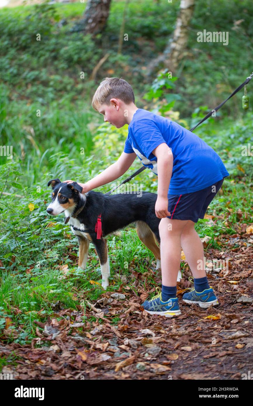 Le chien Collie à bordure tricolore âgé d'un an est tenu sur une dérivation attachée à un harnais d'épaule.Jeune garçon tentainement, prévenant, patting, caressant l'an Banque D'Images