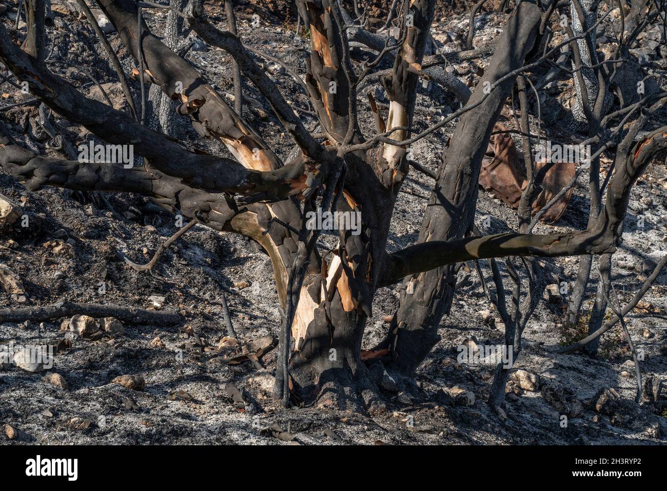 Des arbres ont brûlé après un feu de forêt dans la forêt méditerranéenne sur les montagnes de Judée près de Jérusalem, Israël. Banque D'Images