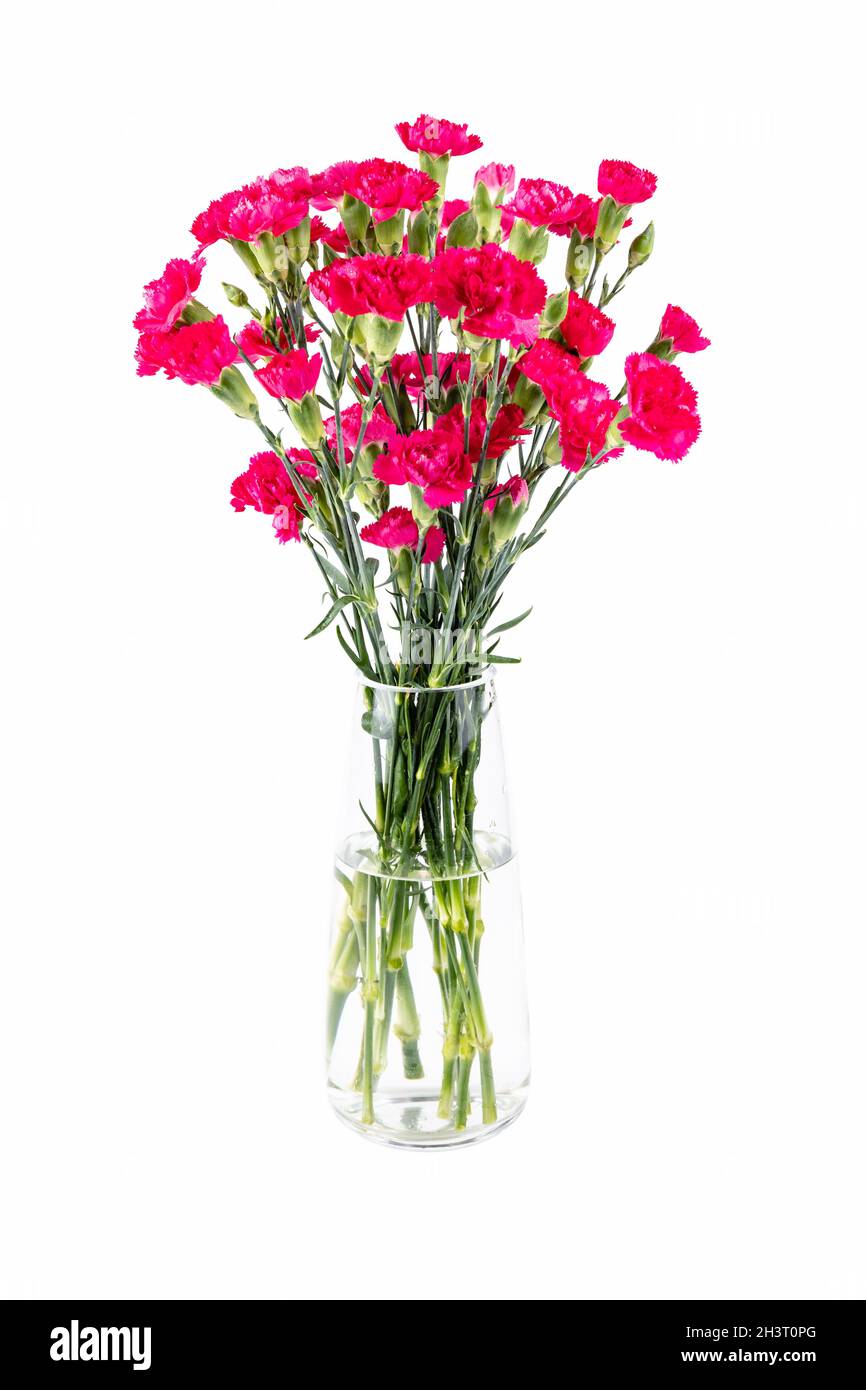 Carnation rouge dans vase en verre isolé Banque D'Images