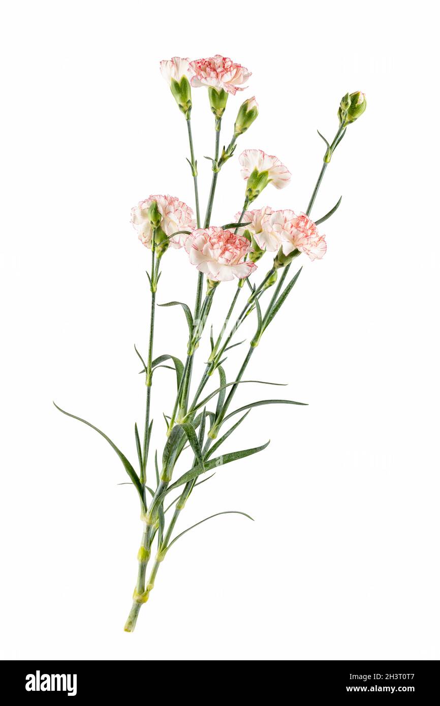 Fleur de carnation isolée sur blanc Banque D'Images
