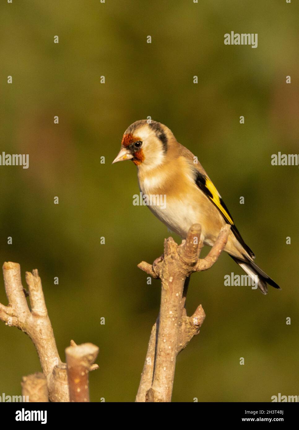 Goldfinch, carduelis carduelis, perché sur une branche dans un jardin britannique, Bedfordshire, Royaume-Uni Banque D'Images