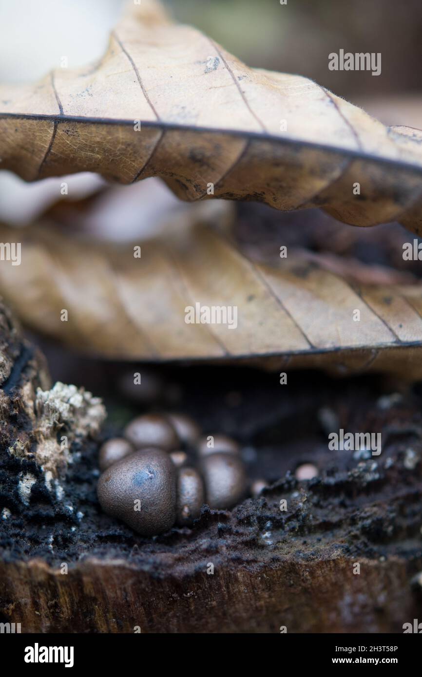 La vie végétale dans une forêt Banque D'Images