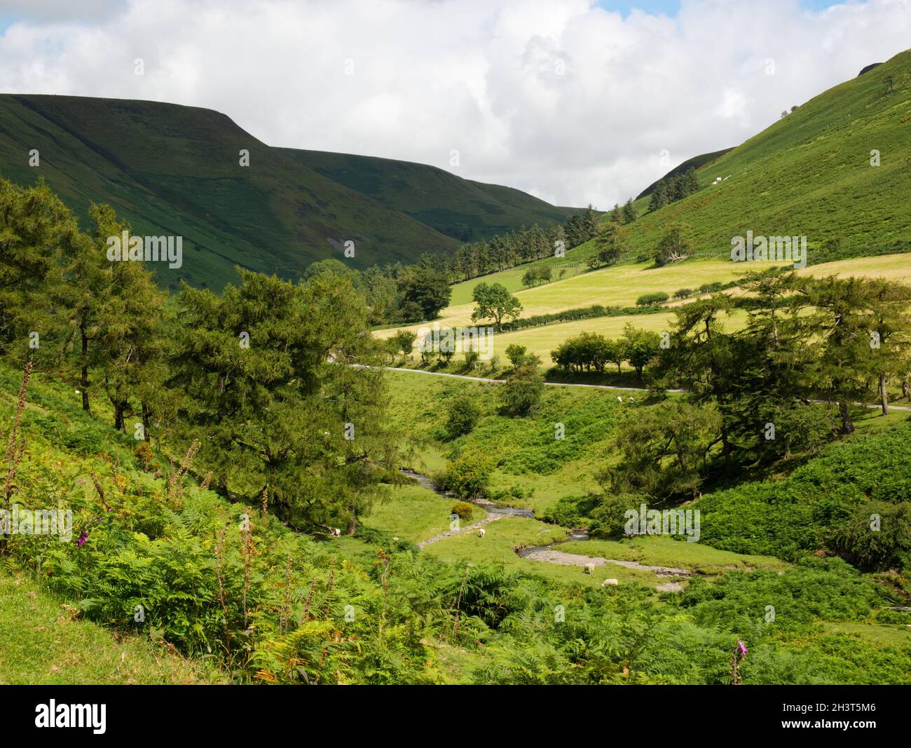 Forêt de Radnor - vue le long de Harley Dingle de Lower Harley, avec les collines de Great Rhos et Black Mixen montant respectivement à gauche et à droite Banque D'Images