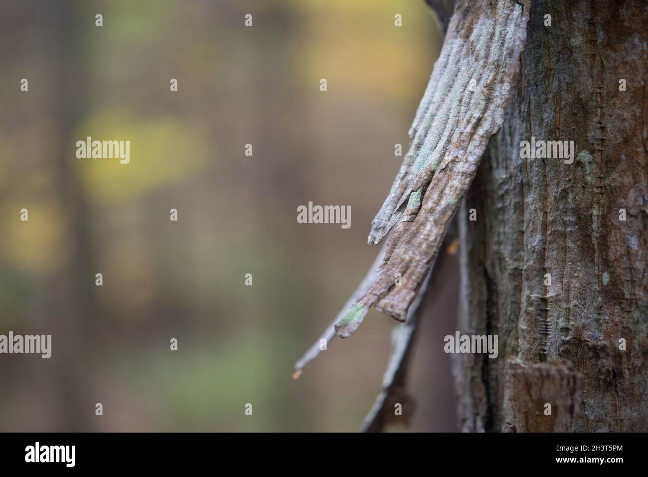 Écorce d'arbre dans les bois Banque D'Images