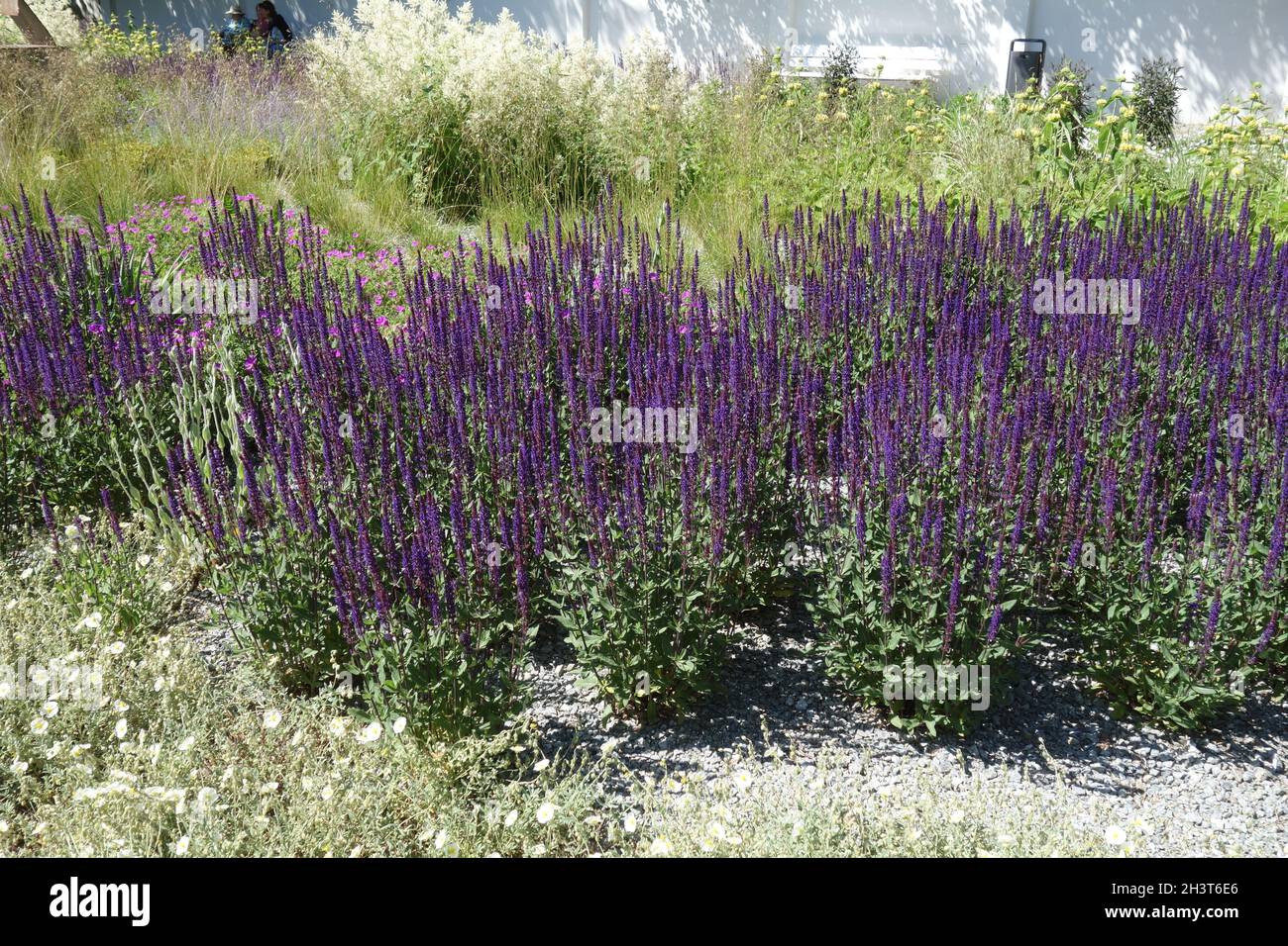 Salvia nemorosa sauge des bois, Banque D'Images