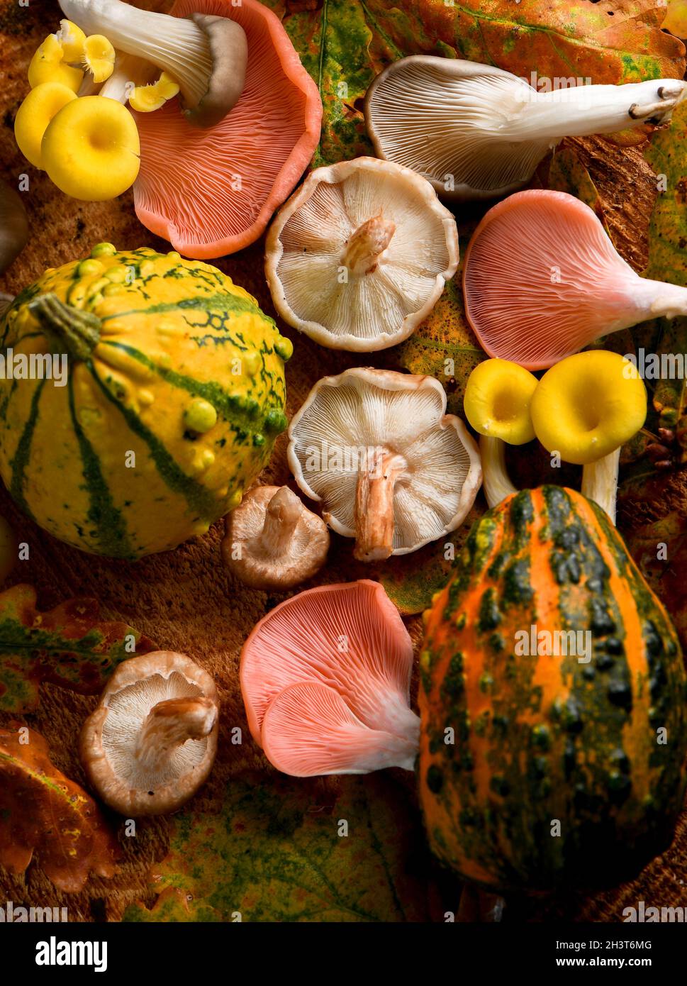 Sélection automnale de champignons colorés et de fruits abattus par le haut dans un cadre boisé avec des feuilles et du bois d'automne. Banque D'Images
