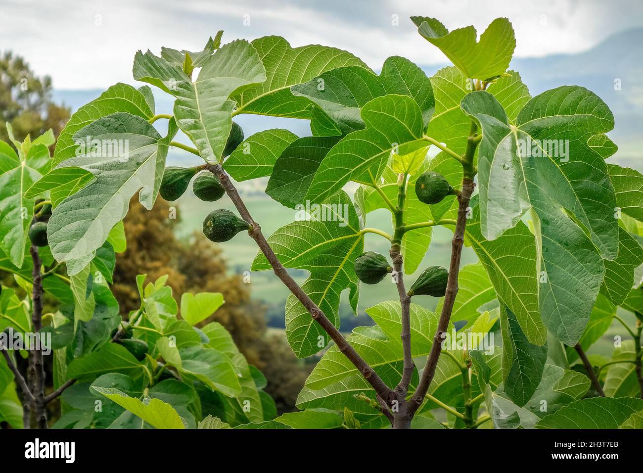 Croissance saine des figues en Toscane Italie Banque D'Images