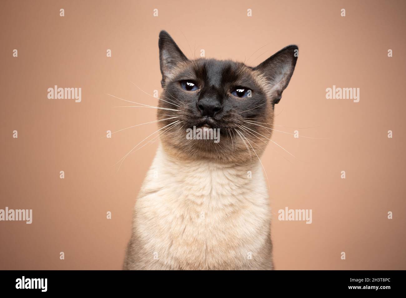 point d'étanchéité chat siamois avec les yeux bleu profond rendant drôle visage aspect irrité sur fond beige avec l'espace de copie Banque D'Images