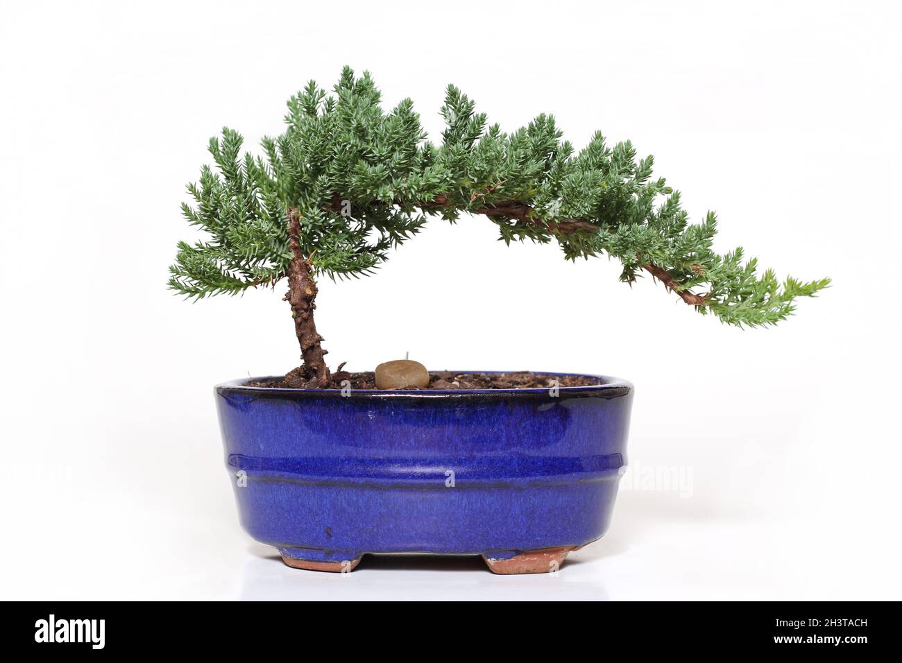 Bonsaï Banque D'Images