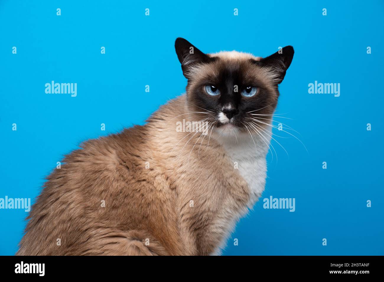 Point Bleu Chat Siamois Banque De Photographies Et D Images A Haute Resolution Alamy