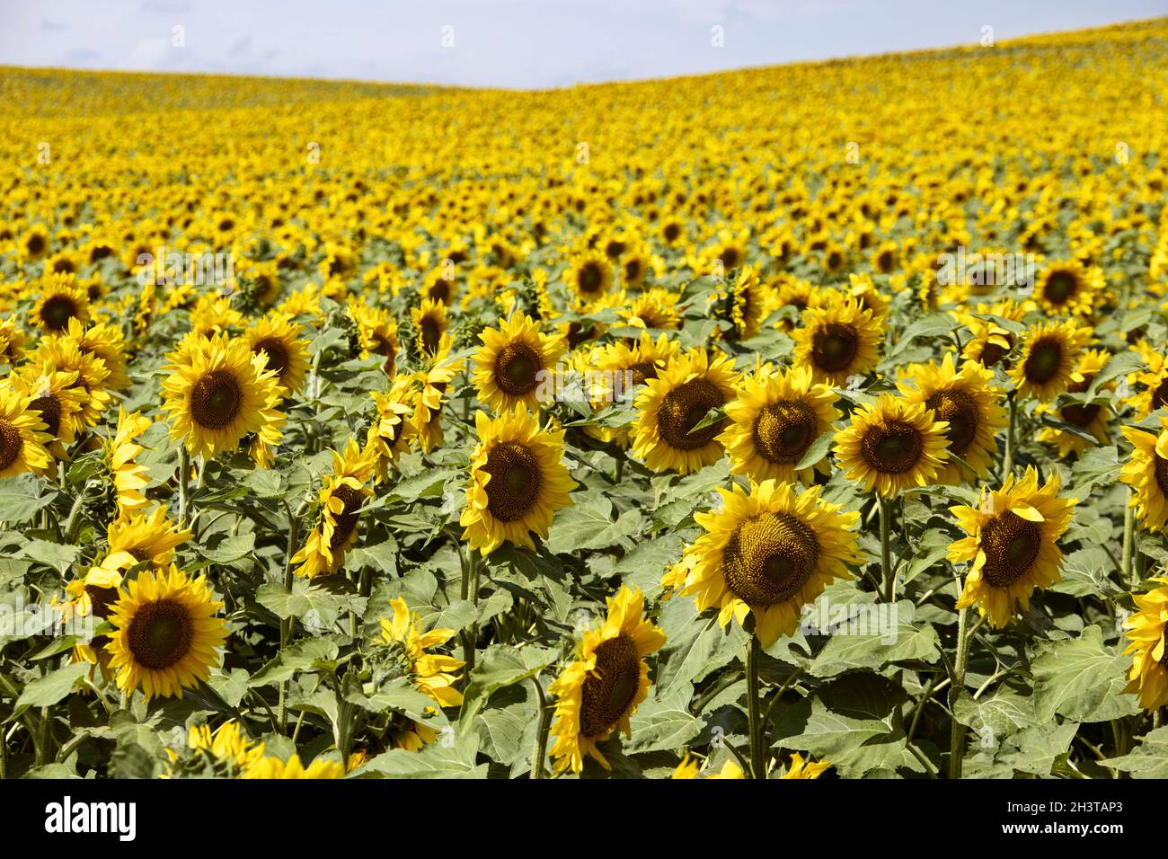 Prairie Sunflower Field Banque D'Images