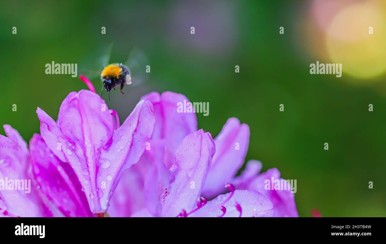 Pétales de fleurs de bourdon volant et de rhododendron rose avec des gouttes de rosée Banque D'Images