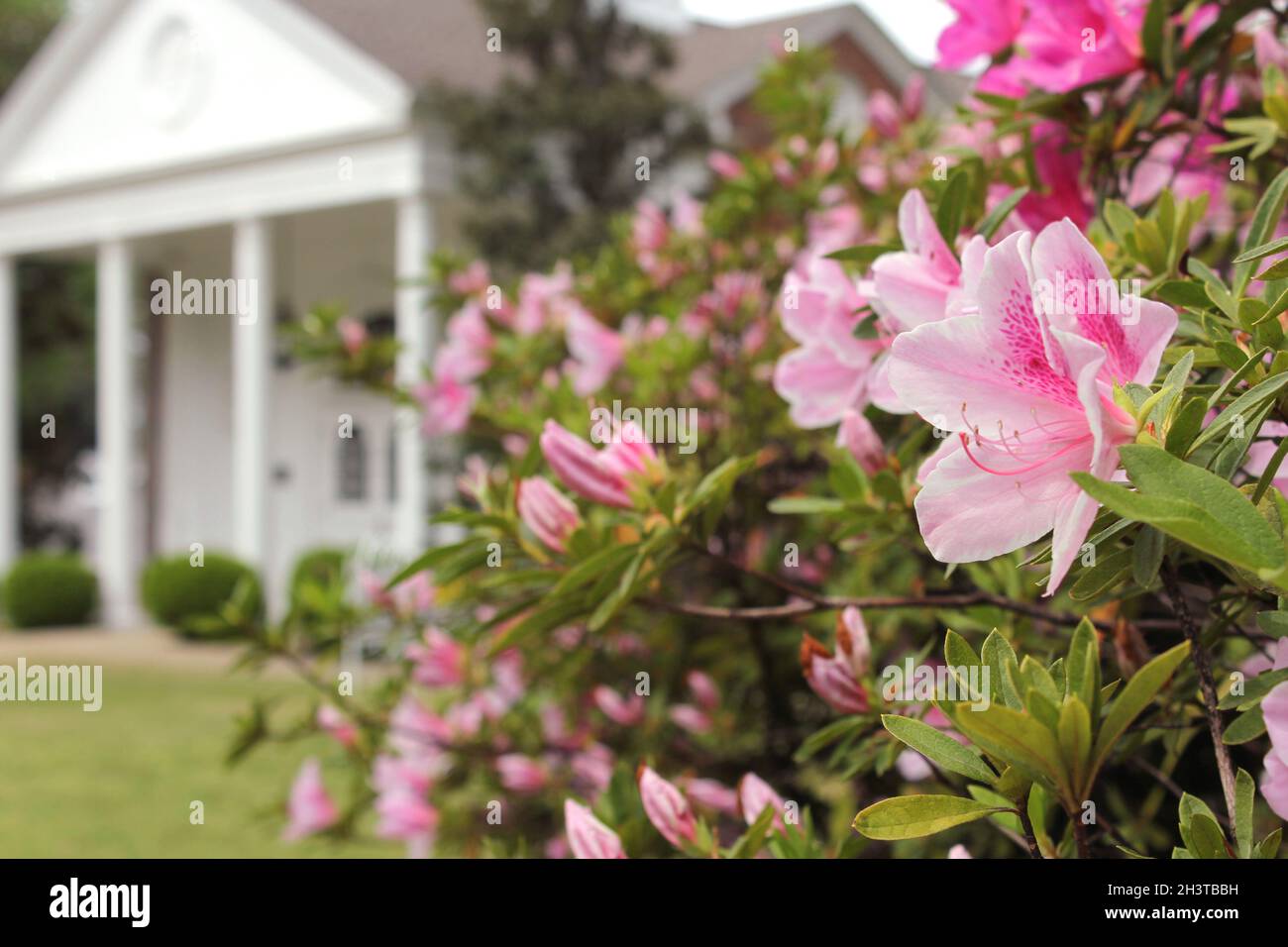 Fleurs d'Azalea avec manoir historique en arrière-plan, DOF peu profond, Focus sur les fleurs Banque D'Images Fleurs d'Azalea avec manoir historique en arrière-plan, DOF peu profond, Focus sur les fleurs Banque D'Images