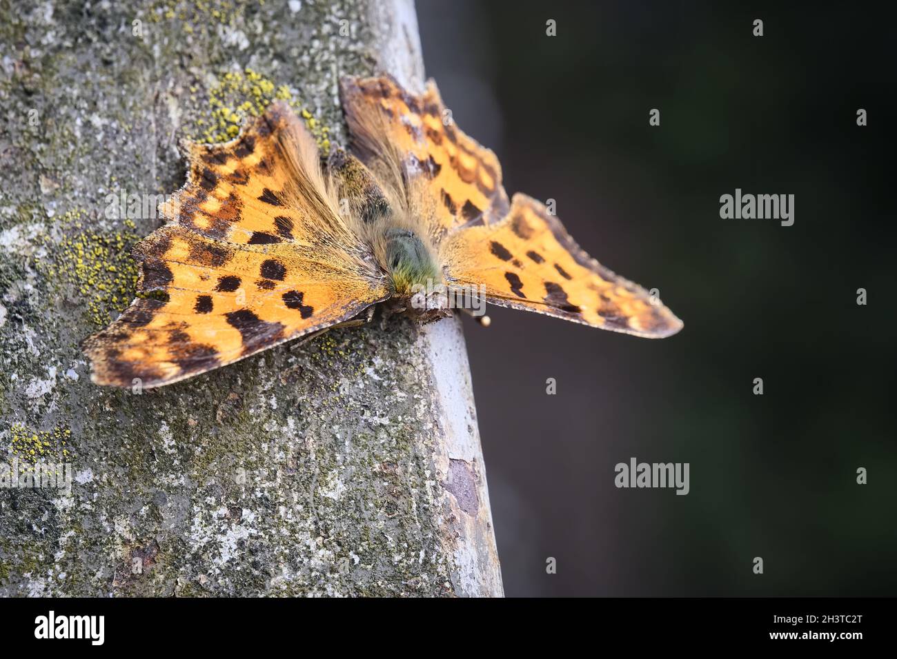 C-papillon (Polygonia c-album, syn .: Nymphalis c-album). Banque D'Images