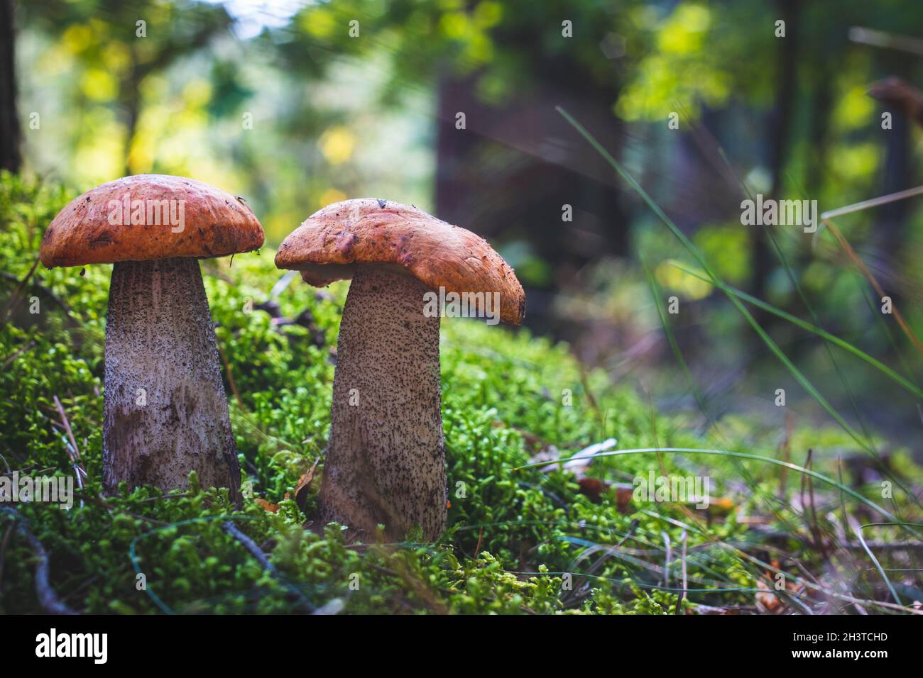 Deux champignons boletus edulis poussent.Champignons de la calotte orange en forêt Banque D'Images