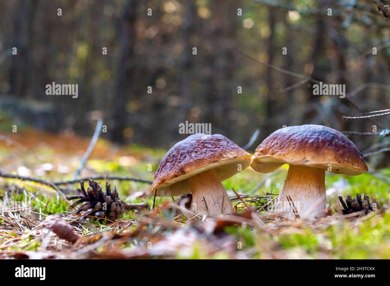 Deux champignons comestibles du cep poussent.Nourriture de champignons Royal cep.Boletus poussant dans la nature sauvage Banque D'Images