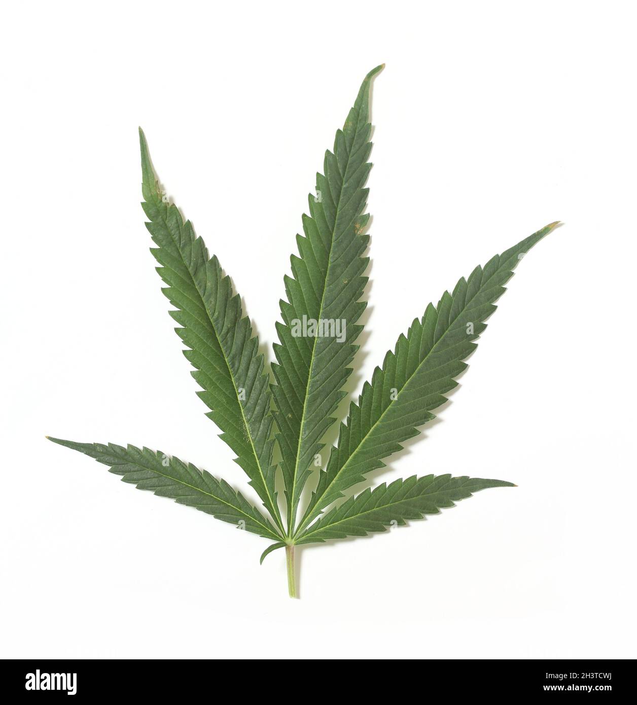 Feuille de chanvre de marijuana verte sur fond blanc Banque D'Images