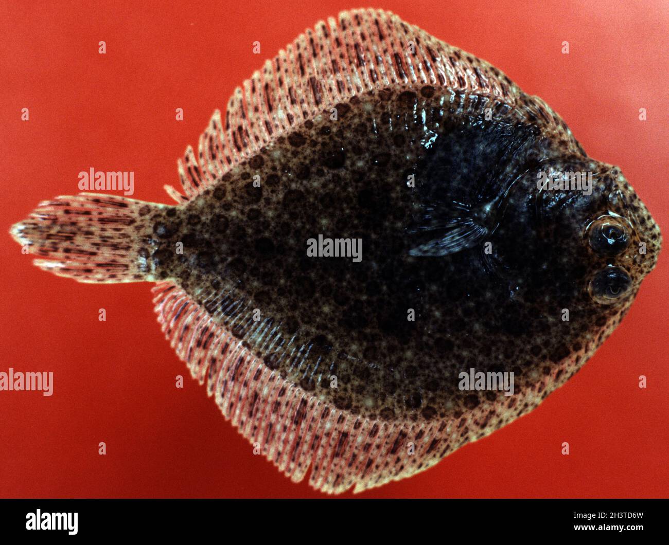 JUV.Flounder à larges yeux, Bothus podas Banque D'Images