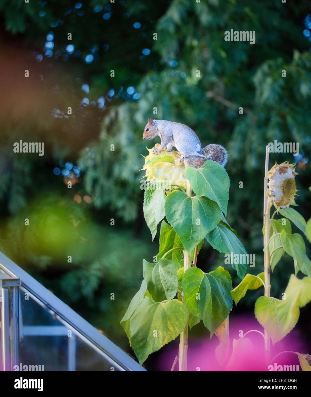 Écureuil gris de l'est (Sciurus carolinensis) en position assise agrippant sur la tête de la plante de tournesol Banque D'Images