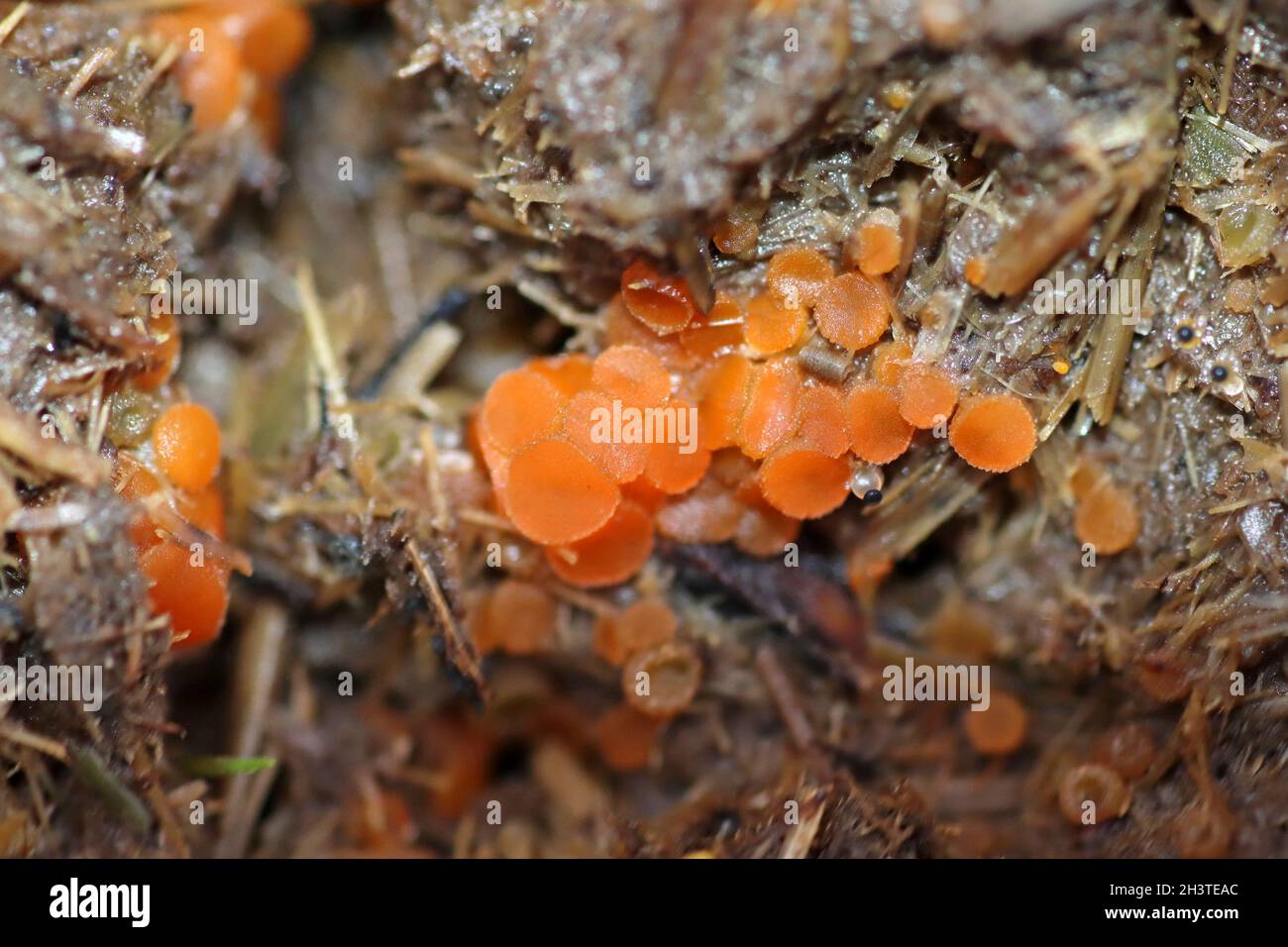 Cowpat Gem - Cheilymenia granulata Banque D'Images