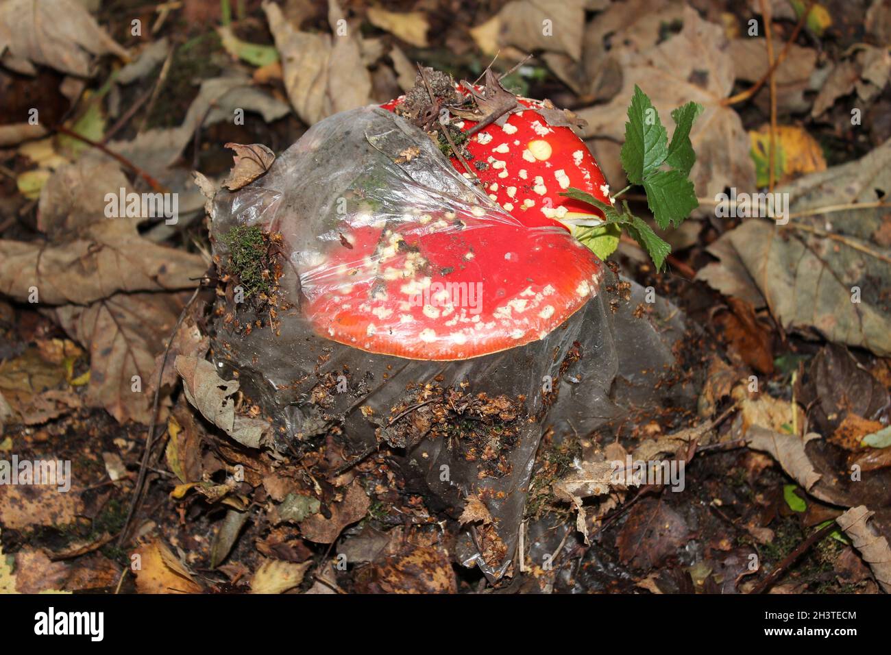Pollution plastique - Amanita muscaria, agarique de mouche, qui grandit à travers un morceau de plastique rejeté Banque D'Images