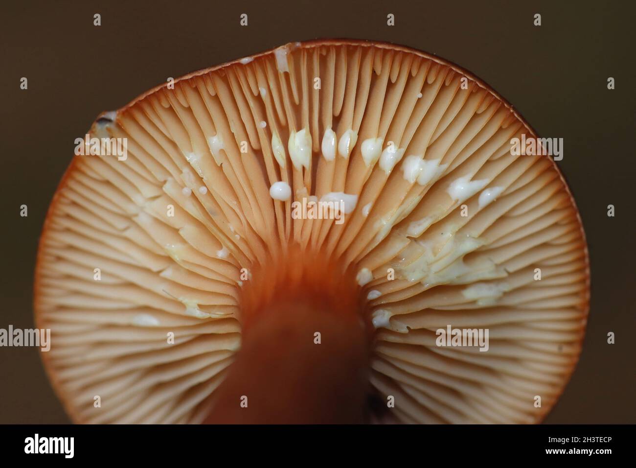 Foie Milkcap Lactarius hepaticus montrant le fluide laiteux de latex qu'ils exsudent lorsqu'ils sont endommagés qui devient jaune sur un mouchoir Banque D'Images