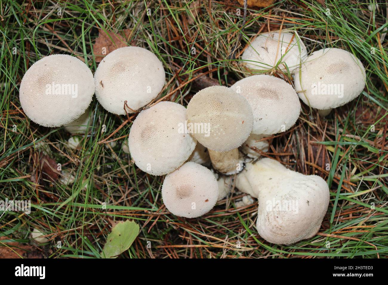 Lycoperdon perlatum Vesse-de-commune Banque D'Images