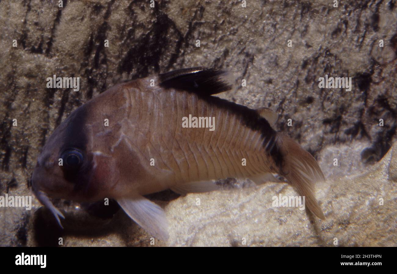 Bandit cory, Corydoras metae Banque D'Images