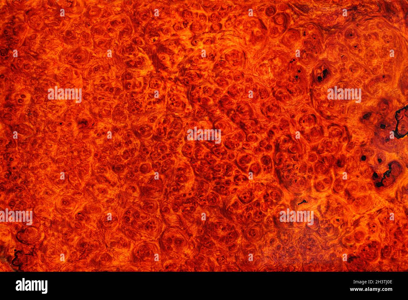 Le bois de burl de padauk de Birmanie naturel rayé est un beau bois motif pour l'arrière-plan Banque D'Images