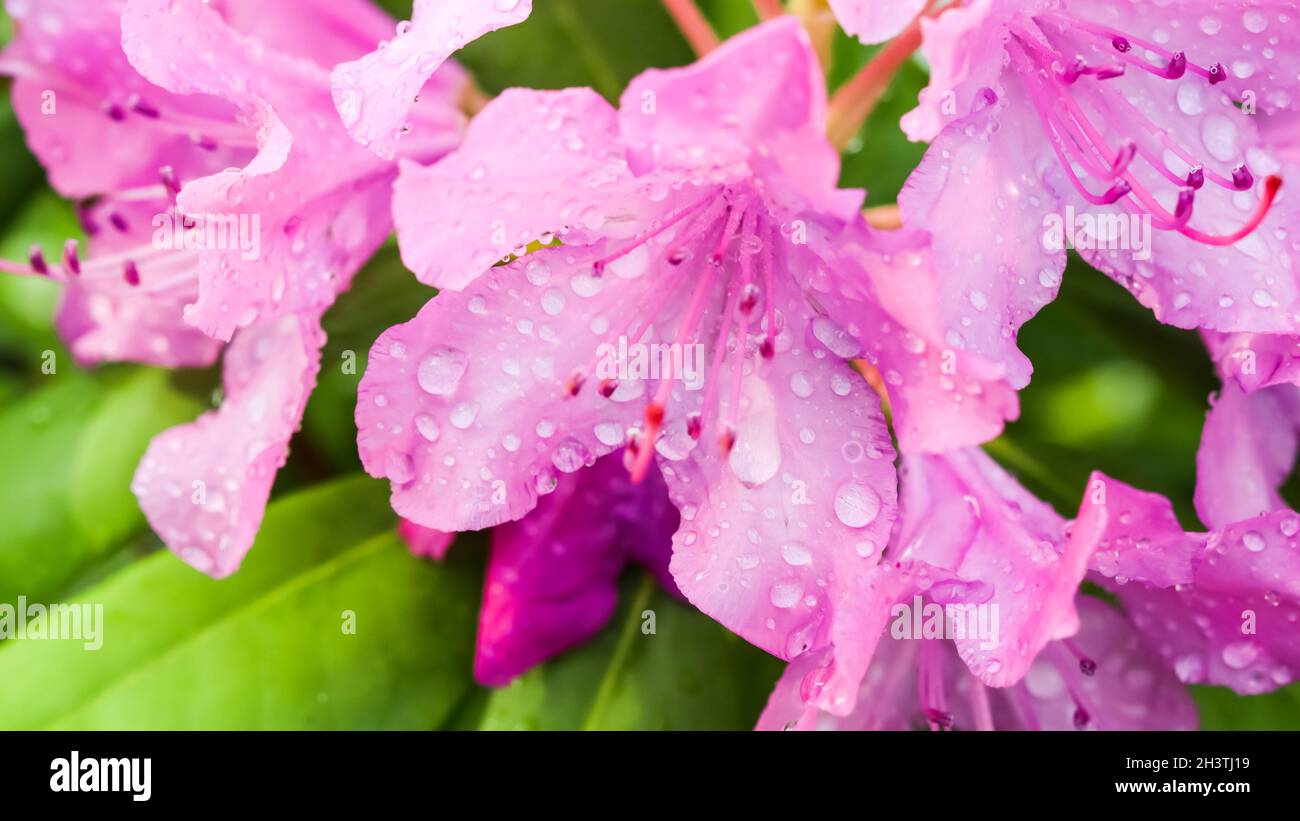 Mise au point douce, arrière-plan floral abstrait, pétales roses de fleurs de rhododendron avec gouttes de rosée. Macro fleurs toile de fond pour la marque de vacances Banque D'Images