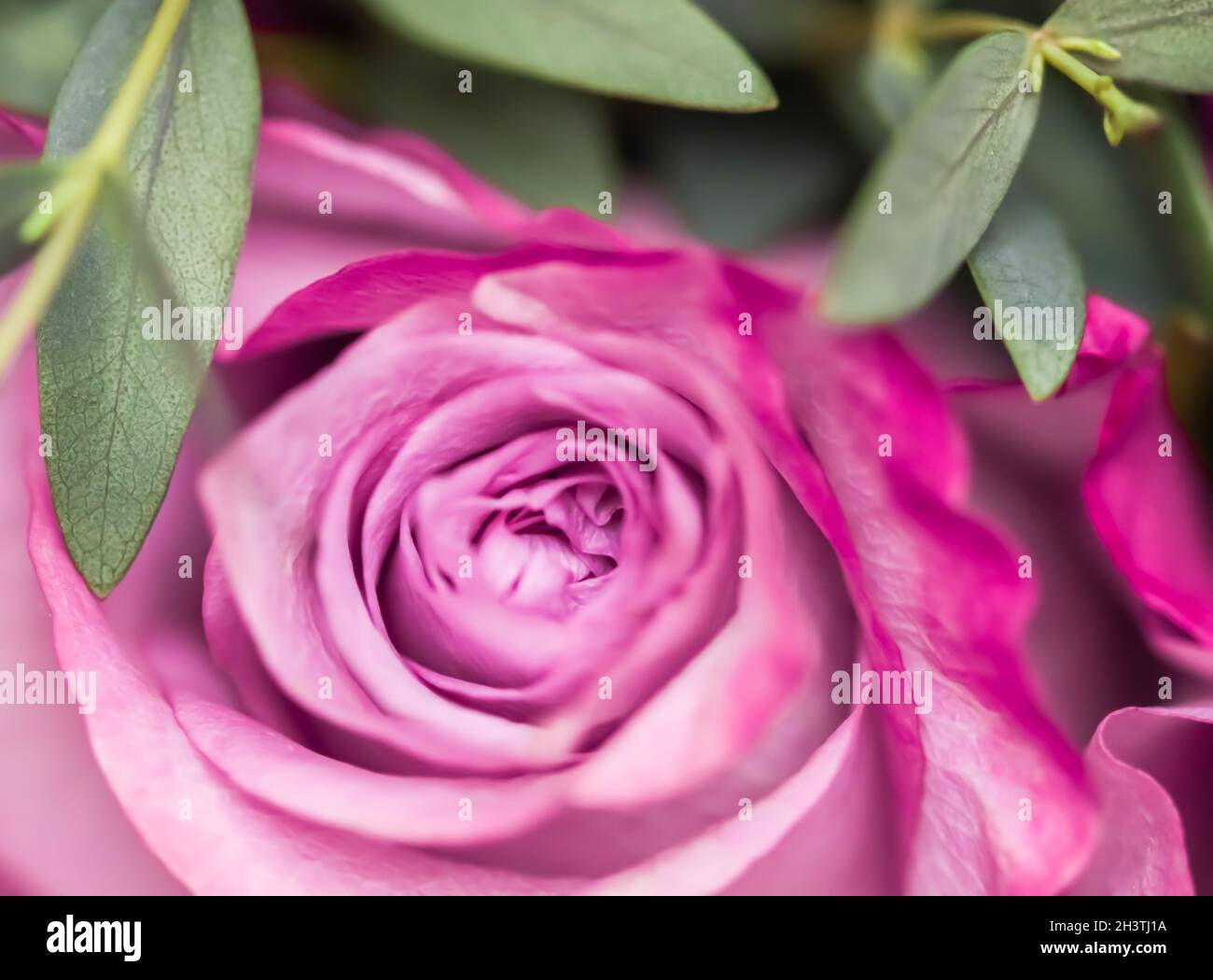 Mise au point douce, arrière-plan floral abstrait, fleur rose violette. Toile de fond de fleurs macro pour le design de la marque des fêtes Banque D'Images