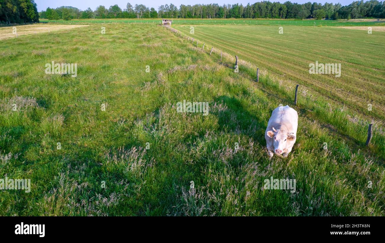 Vue aérienne des vaches de bovins dans l'herbe dans un pré pris avec un drone Banque D'Images