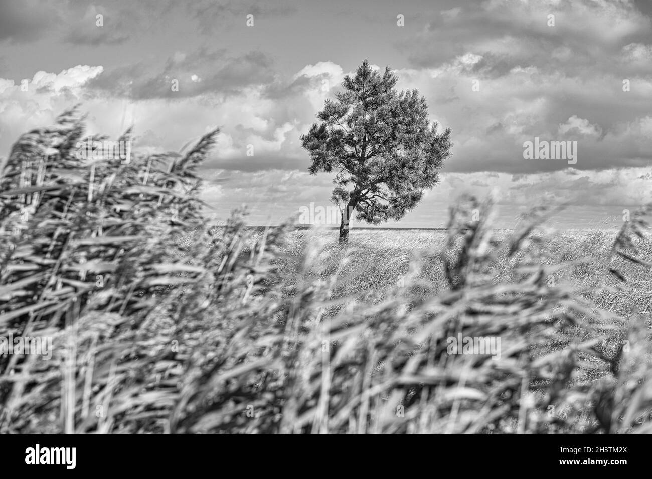 sur la plage de la mer baltique avec des nuages, des dunes, la plage et celle en noir et blanc. loisirs en vacances Banque D'Images