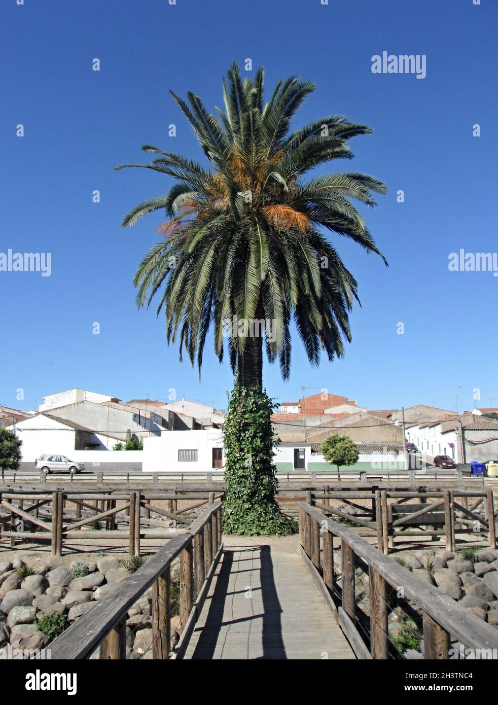 Jetée avec palmier à l'étang de pêche de la Coronada, Estrémadure - Espagne Banque D'Images