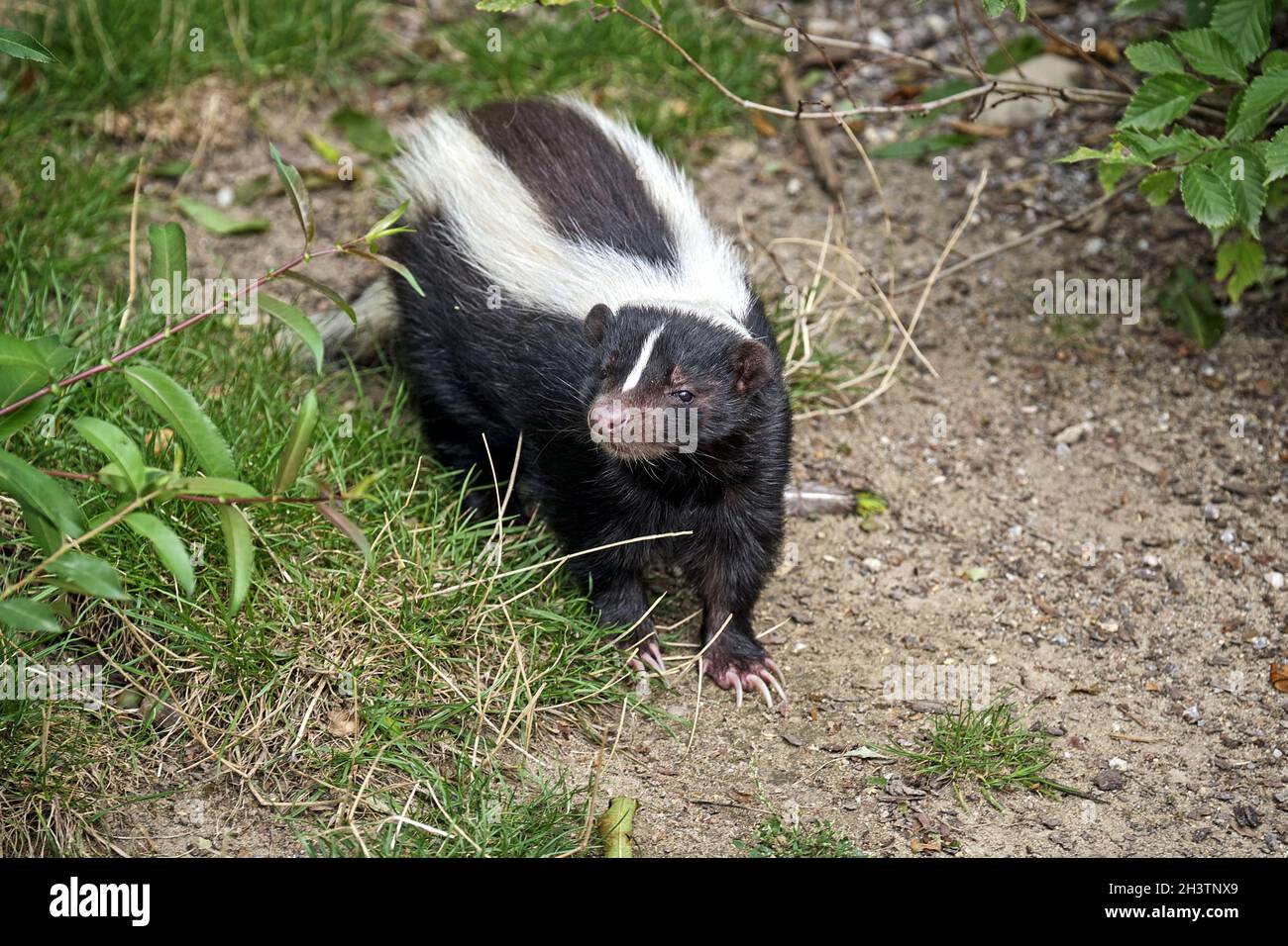 Skunk rayée (Mephitis mephitis). Banque D'Images