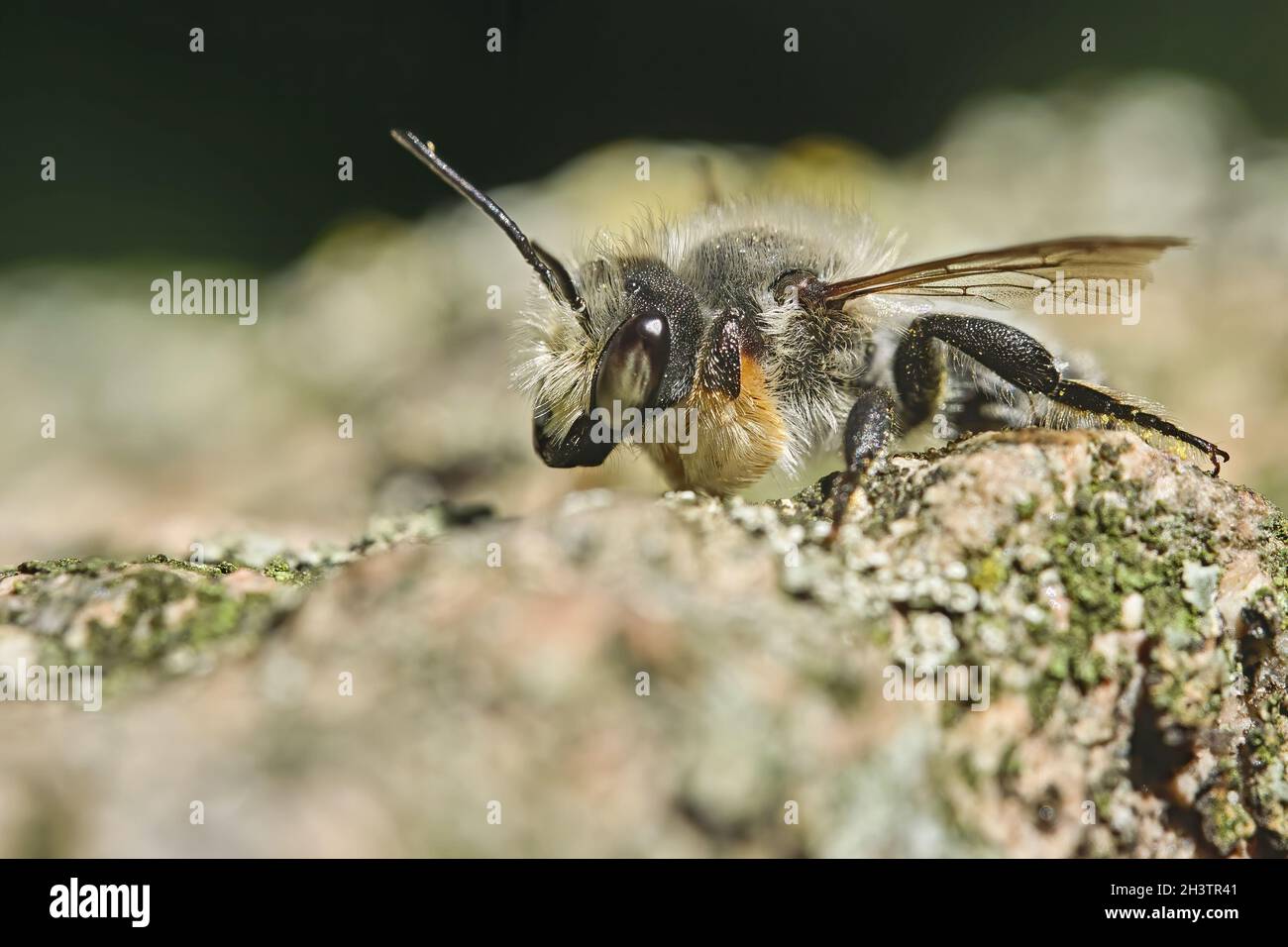 Fraise à feuilles (Megachile sp.). Banque D'Images