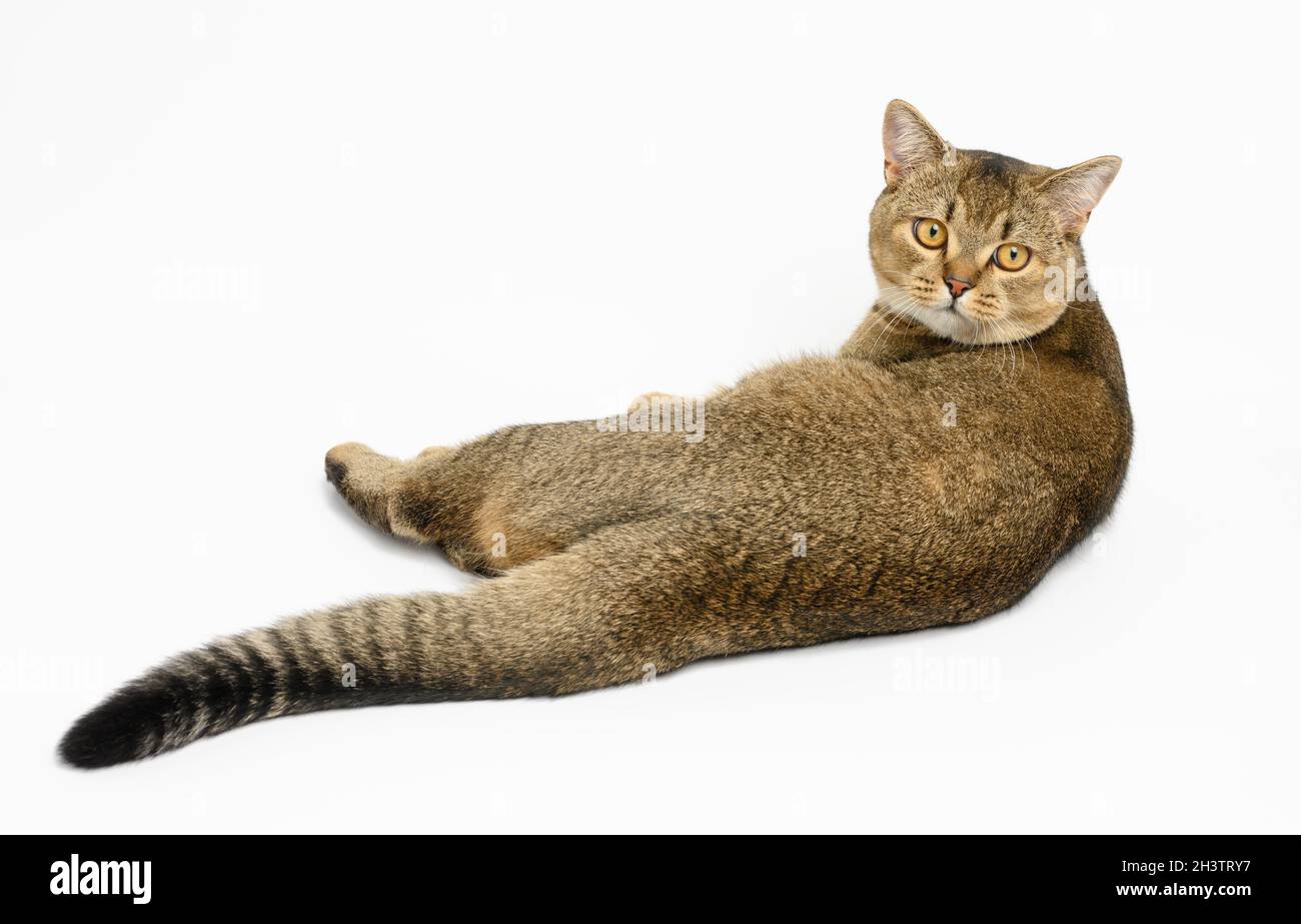 Un chat gris adulte à poil court écossais chinchilla droit élevé se trouve sur un fond blanc avec son dos Banque D'Images