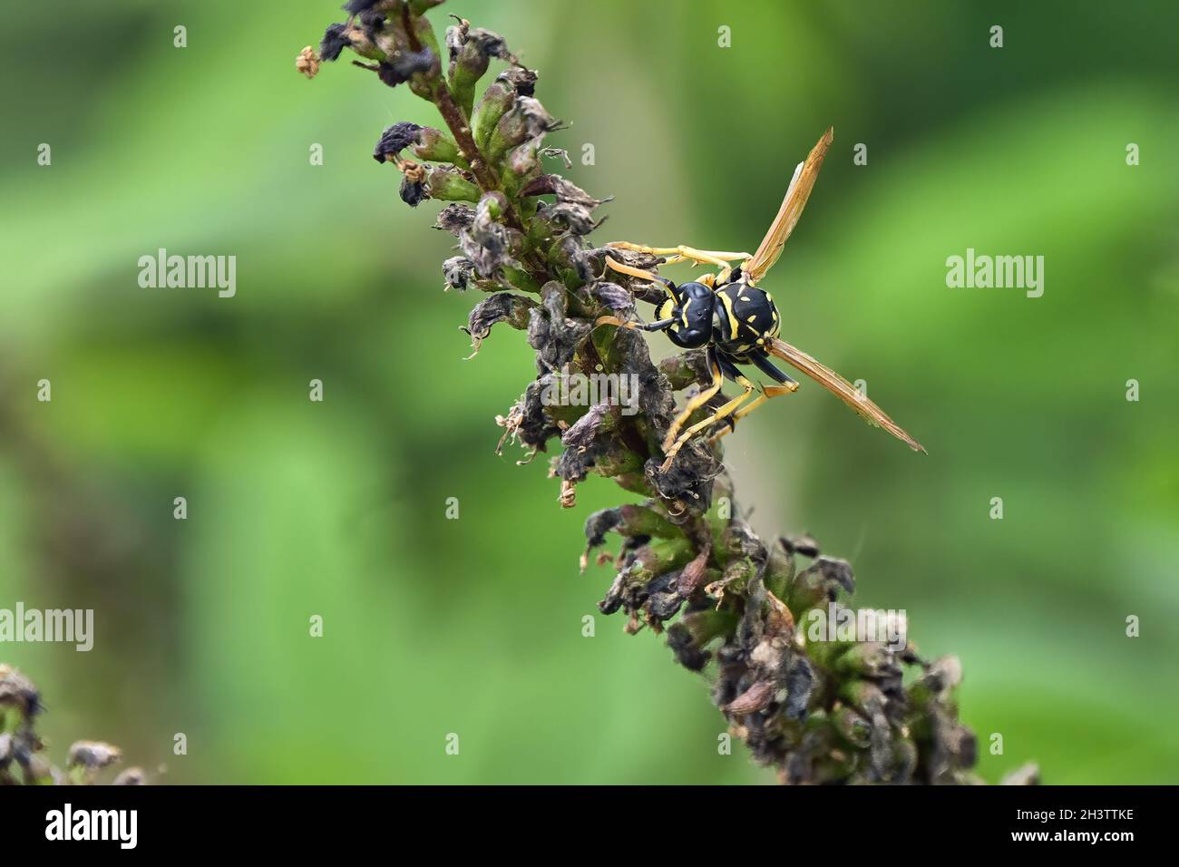 Guêpe gauloise ( Polistes dominula ). Banque D'Images