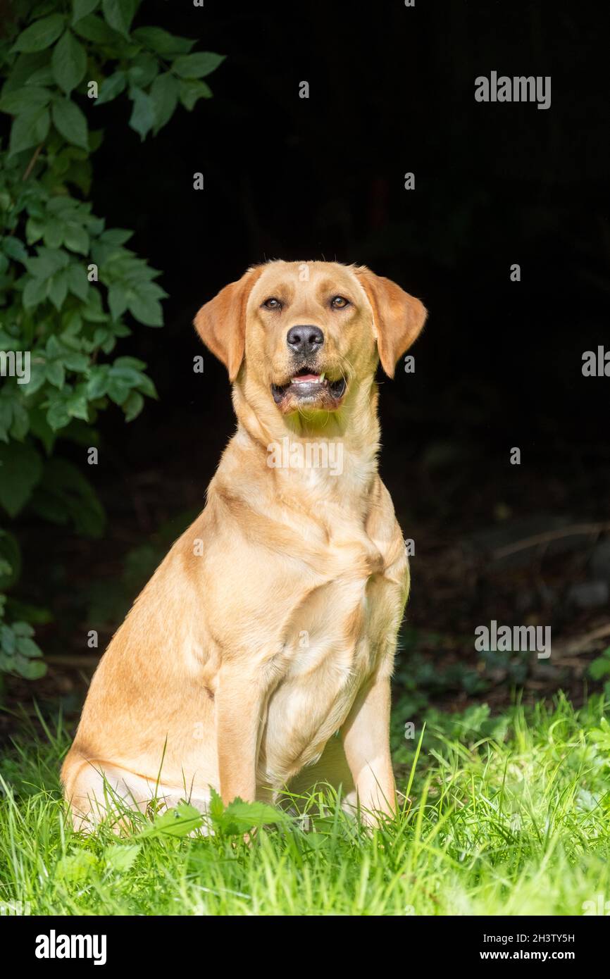 Gros plan de Labrador Retriever, dorant sur de l'herbe verte dans un parc ou un jardin, regardant vers le haut, collier de chien, éclairé par su Banque D'Images