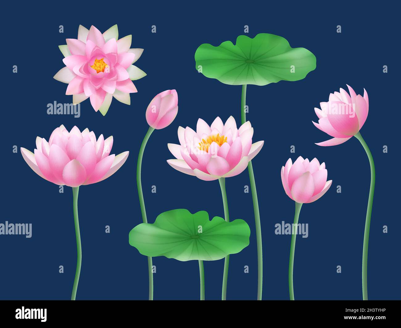 Bourgeons réalistes Lotus.Nature fleurs colorées symboles yoga décent vecteur illustrations ensemble Illustration de Vecteur