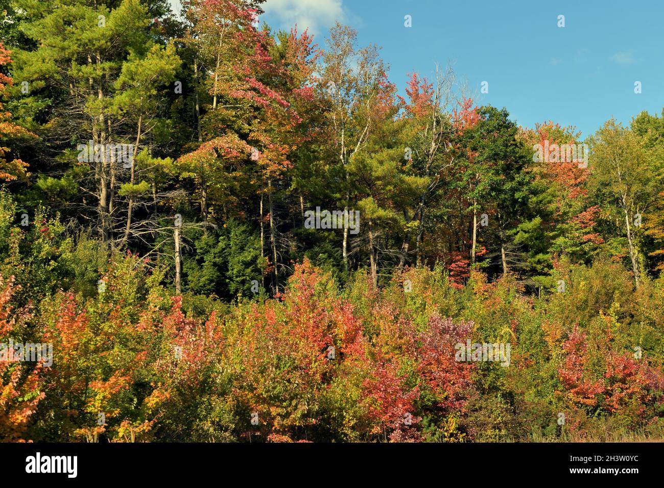 New Gloucester, Maine, États-Unis.L'automne descend sur un tronçon d'arbres bordant une route rurale dans le Maine. Banque D'Images