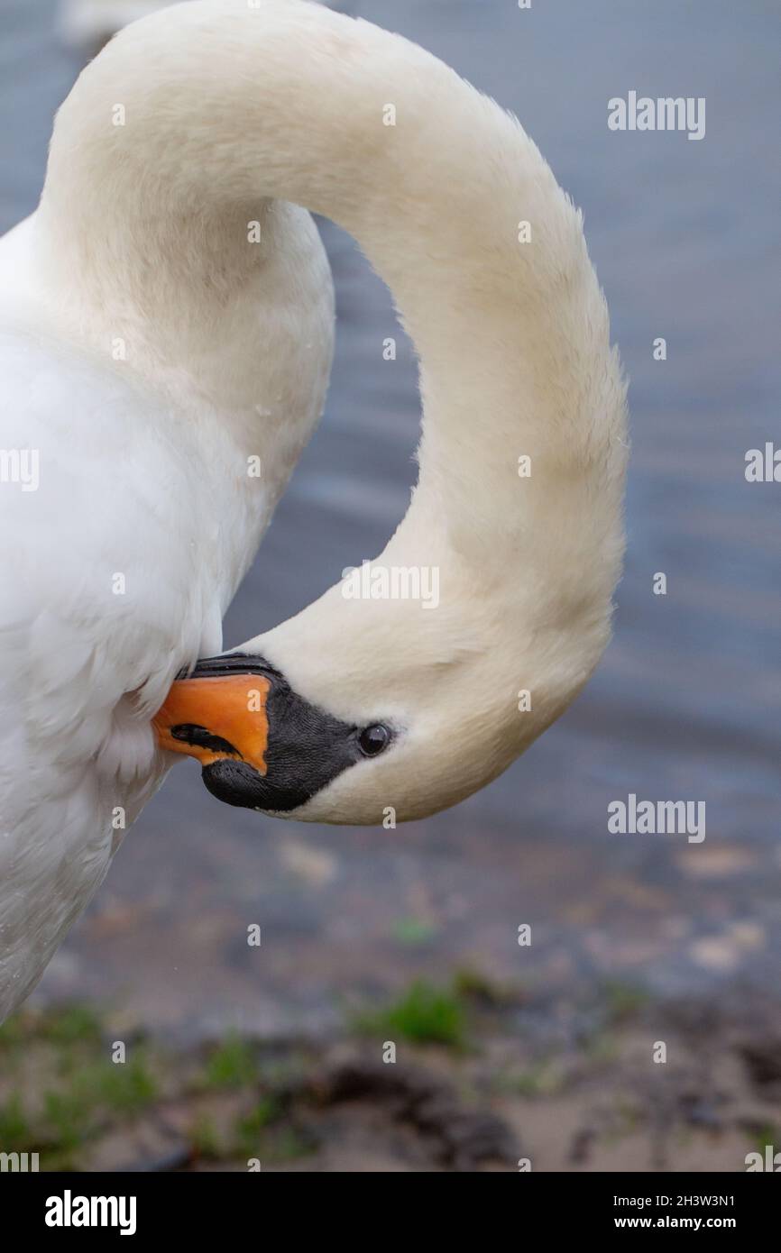 Mute Swan (Cygnus olor), preening des plumes de sein.Long cou avec au moins 24 os de cou flexible permet aux cygnes d'atteindre toutes les parties du corps plumage . Banque D'Images