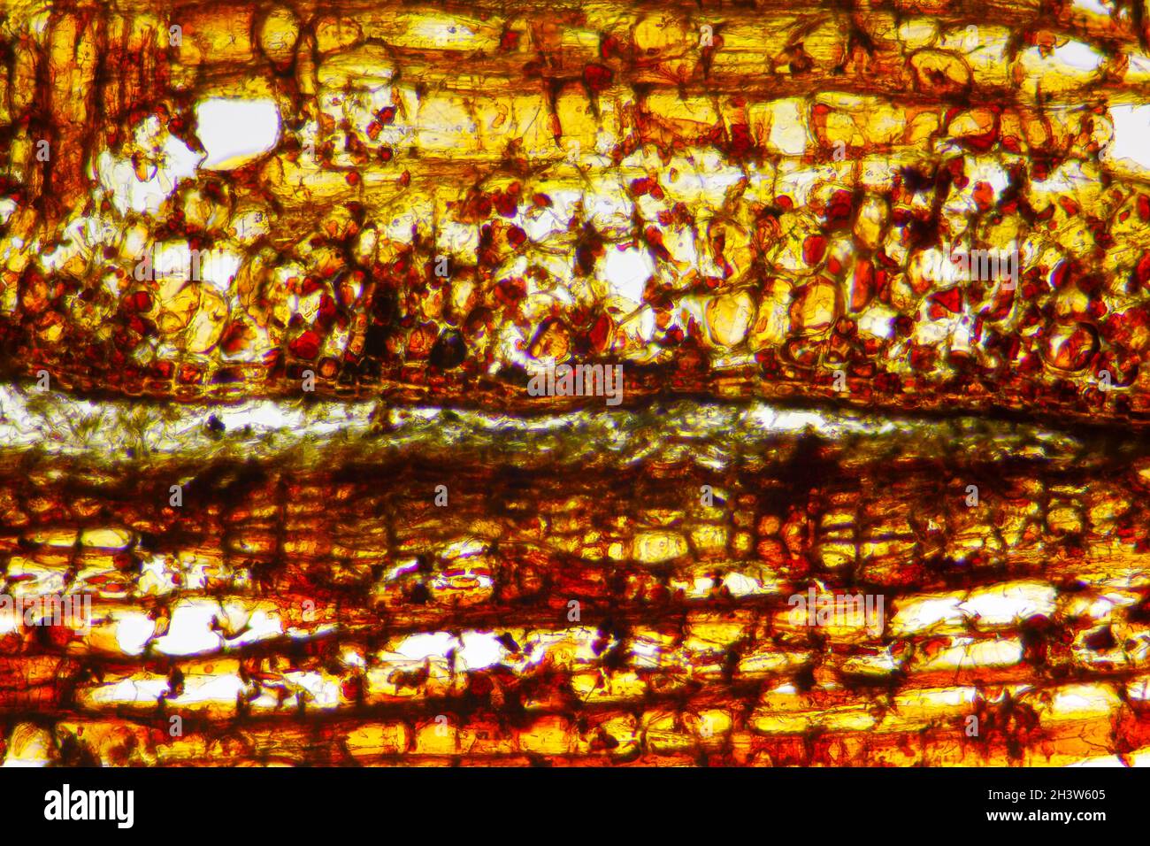 Vue microscopique de la section d'écorce du pin sylvestre (Pinus sylvestris).Éclairage à fond clair. Banque D'Images